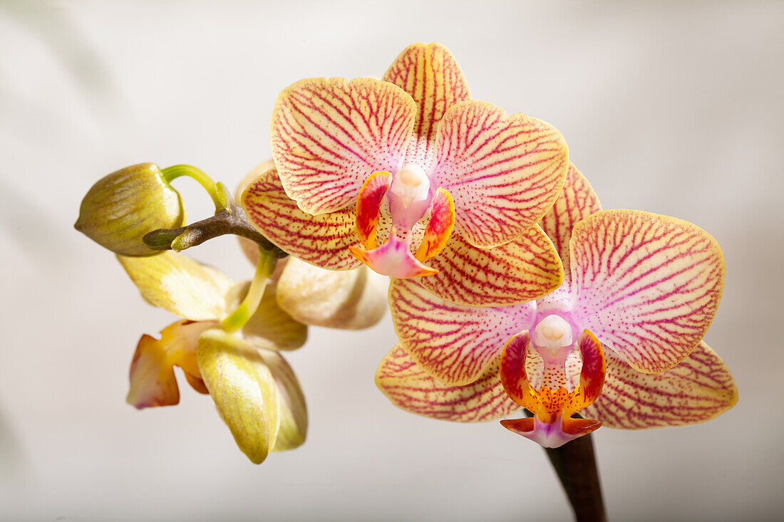 Phalaenopsis, striped