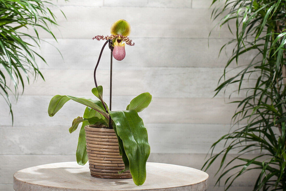 Paphiopedilum 'Pinocchio'