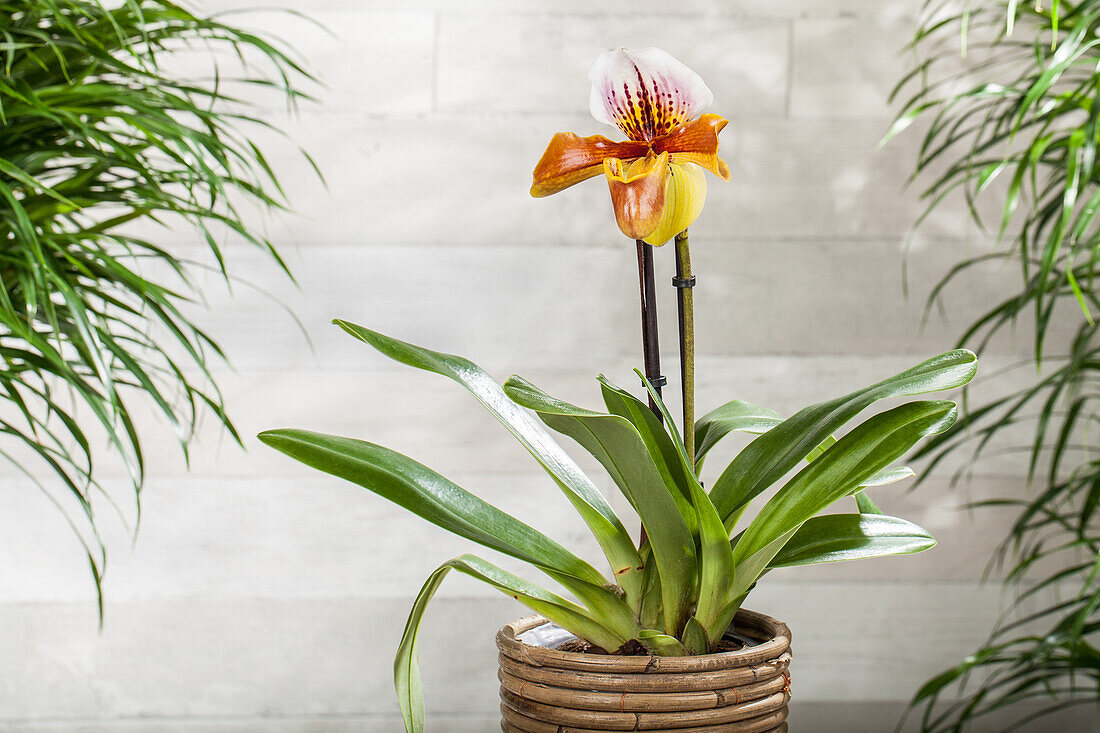 Paphiopedilum 'Americana'