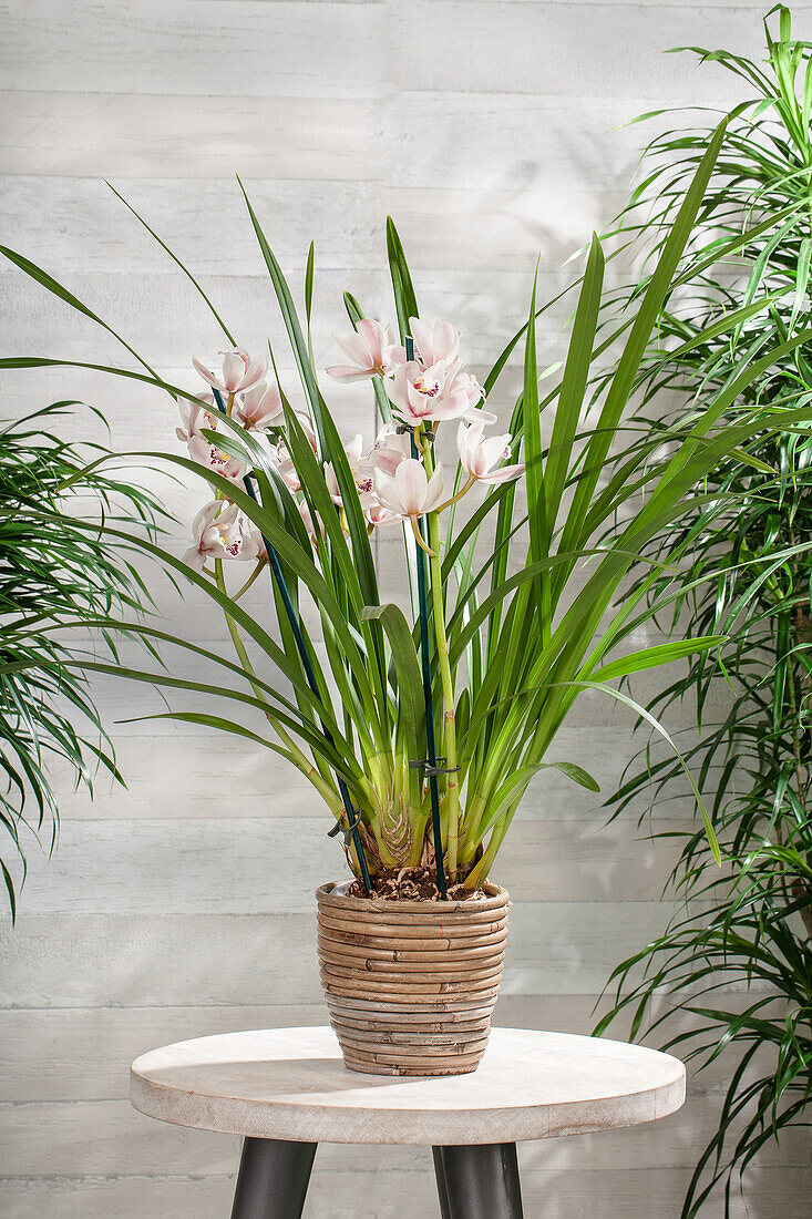 Cymbidium, pink