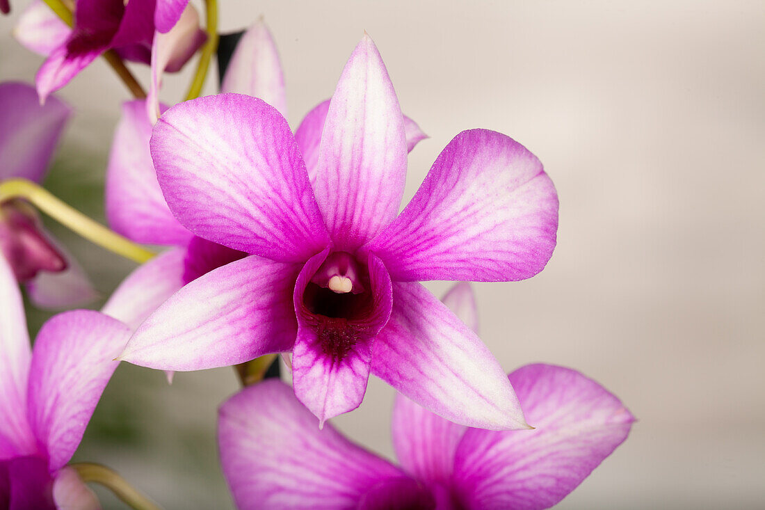 Dendrobium sa Nook® 'Polar Fire'