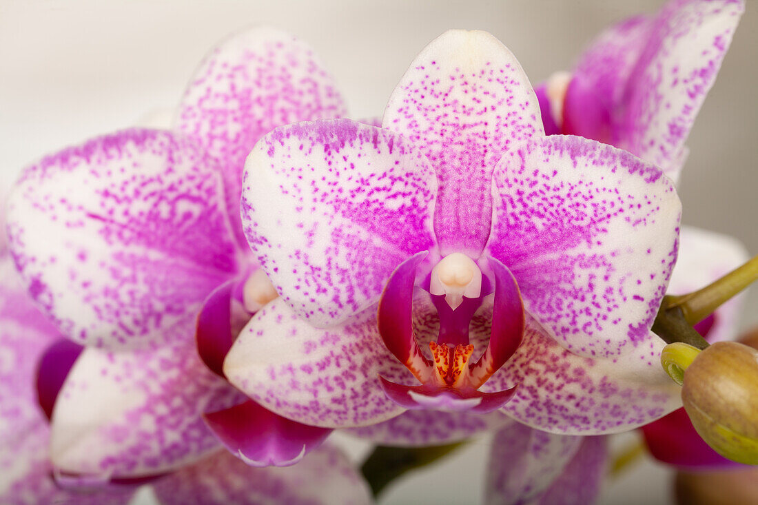 Phalaenopsis Kolibri 'Rotterdam'