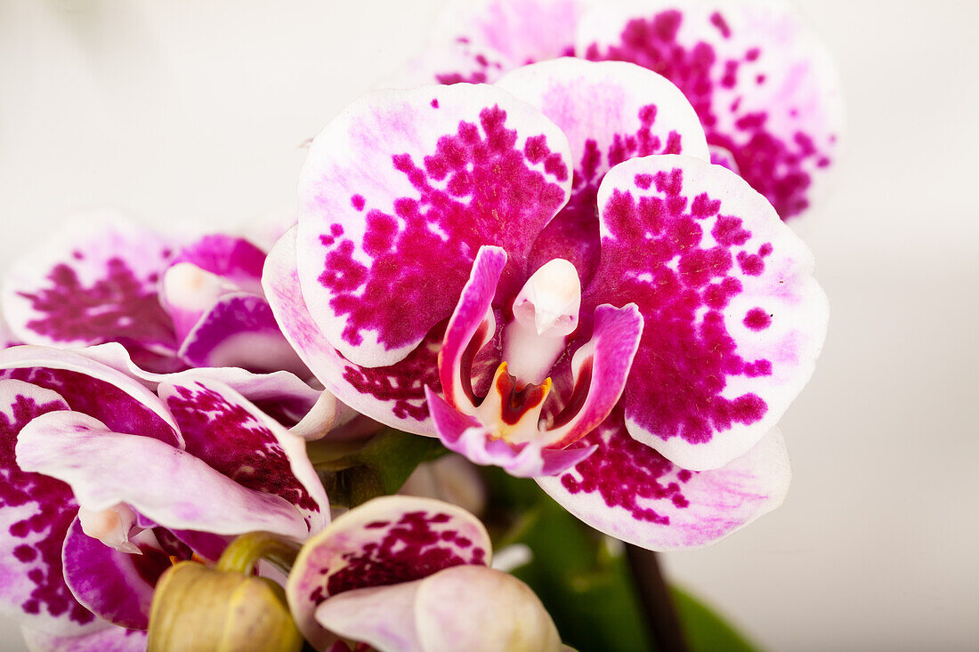 Phalaenopsis Kolibri Exclusive 'El Salvador'