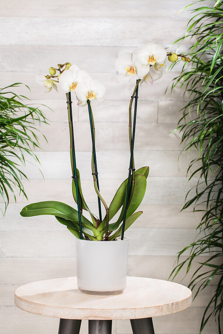 Phalaenopsis, white