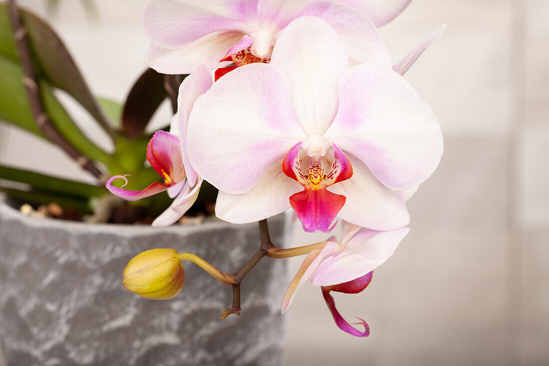 Phalaenopsis, light pink