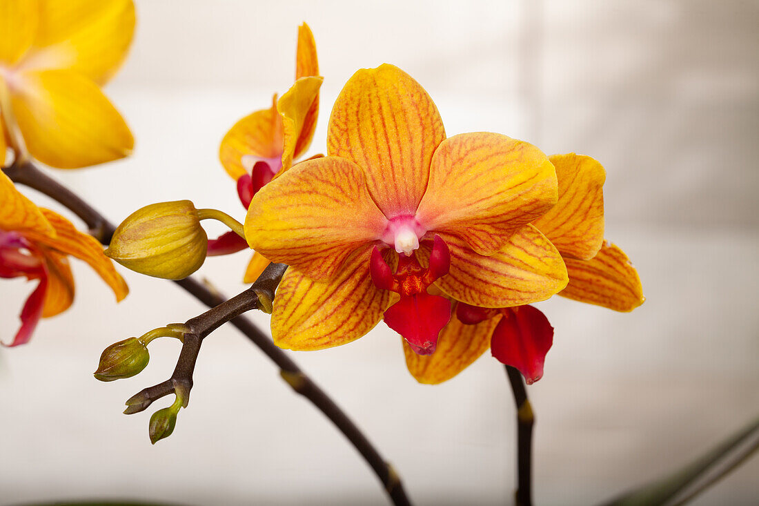 Phalaenopsis multiflora 'Grazia'