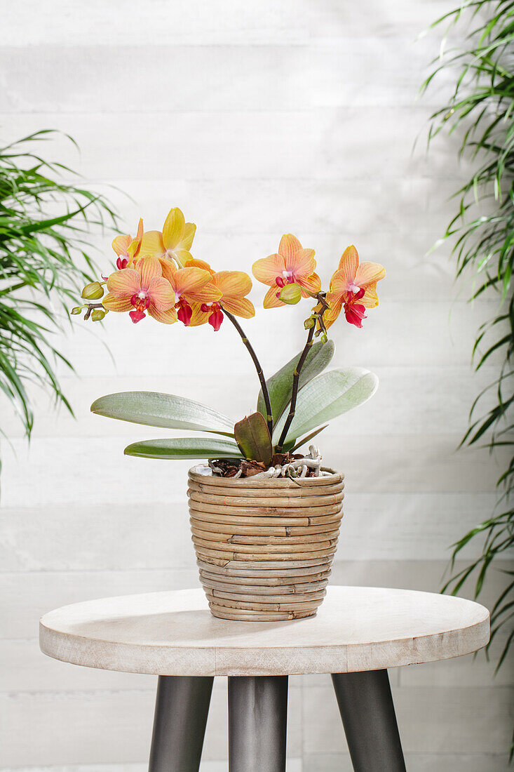 Phalaenopsis multiflora 'My Monroe Bronzer'