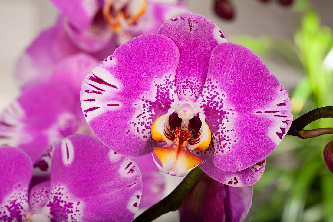 Phalaenopsis grandiflorum 'Victorio'