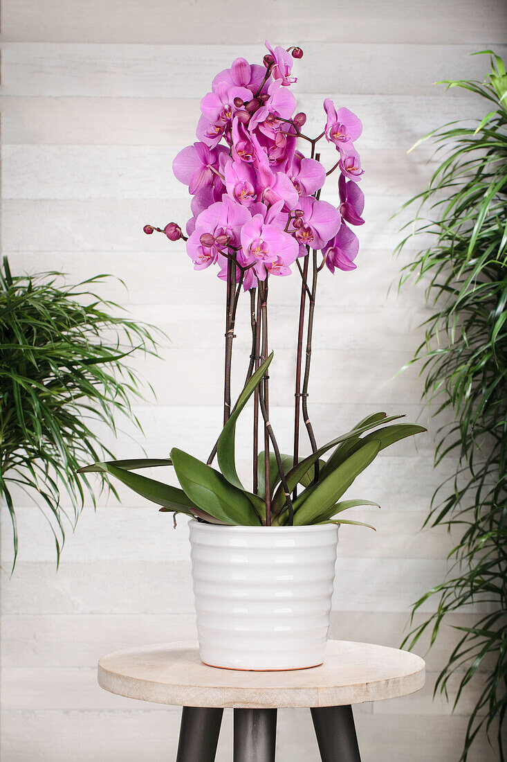 Phalaenopsis Duetto, pink