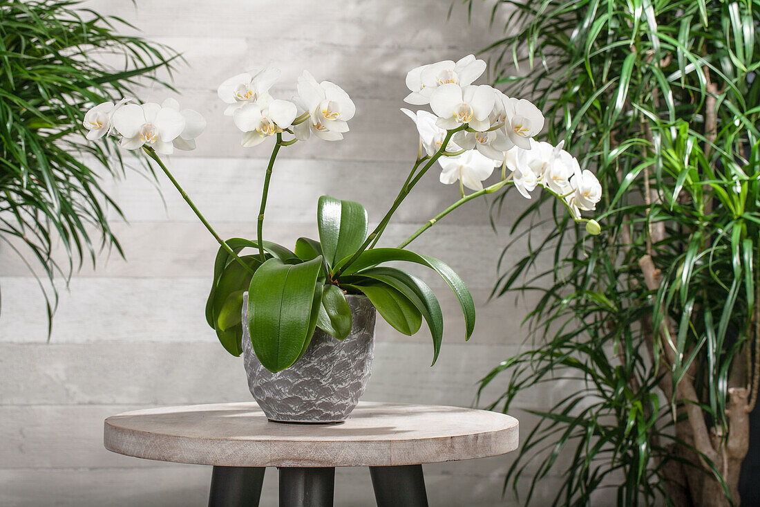 Phalaenopsis, weiß