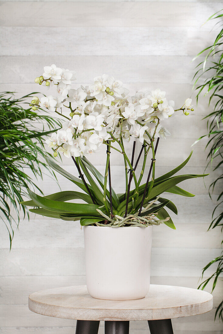 Phalaenopsis multiflora 'Bellissimo', white