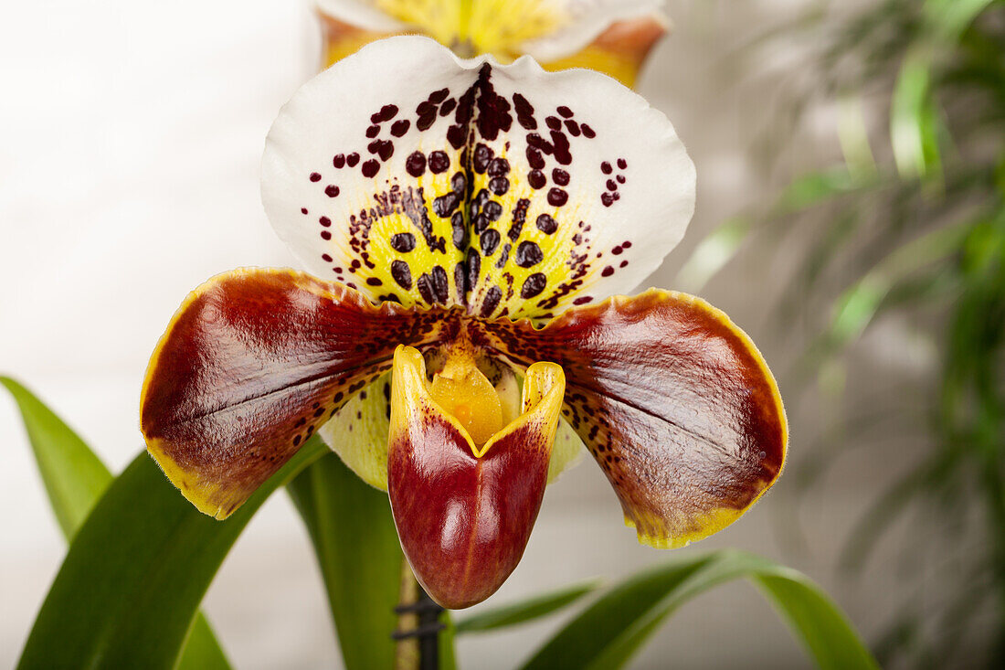 Paphiopedilum 'Ami Dürbusch'