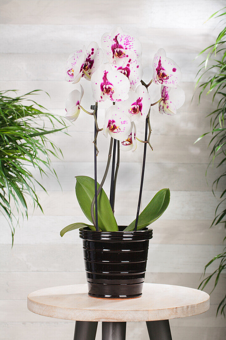 Phalaenopsis 'Big Star'