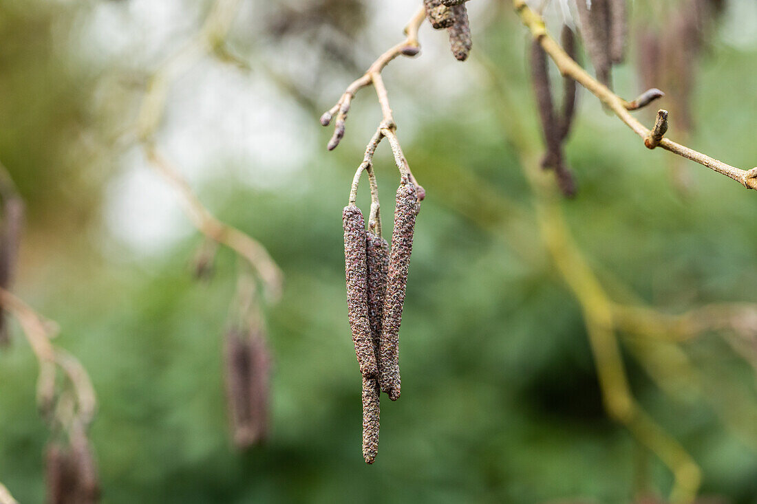 Alnus glutinosa