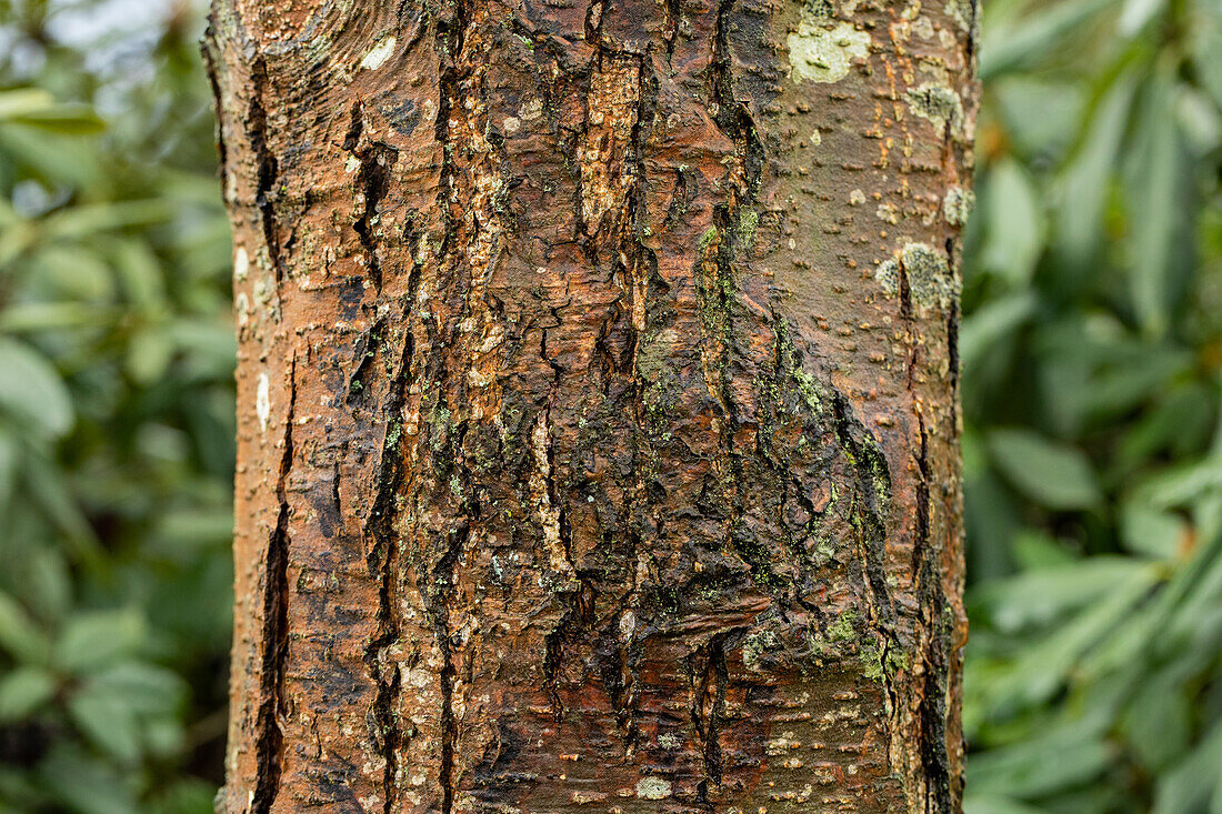 Alnus glutinosa