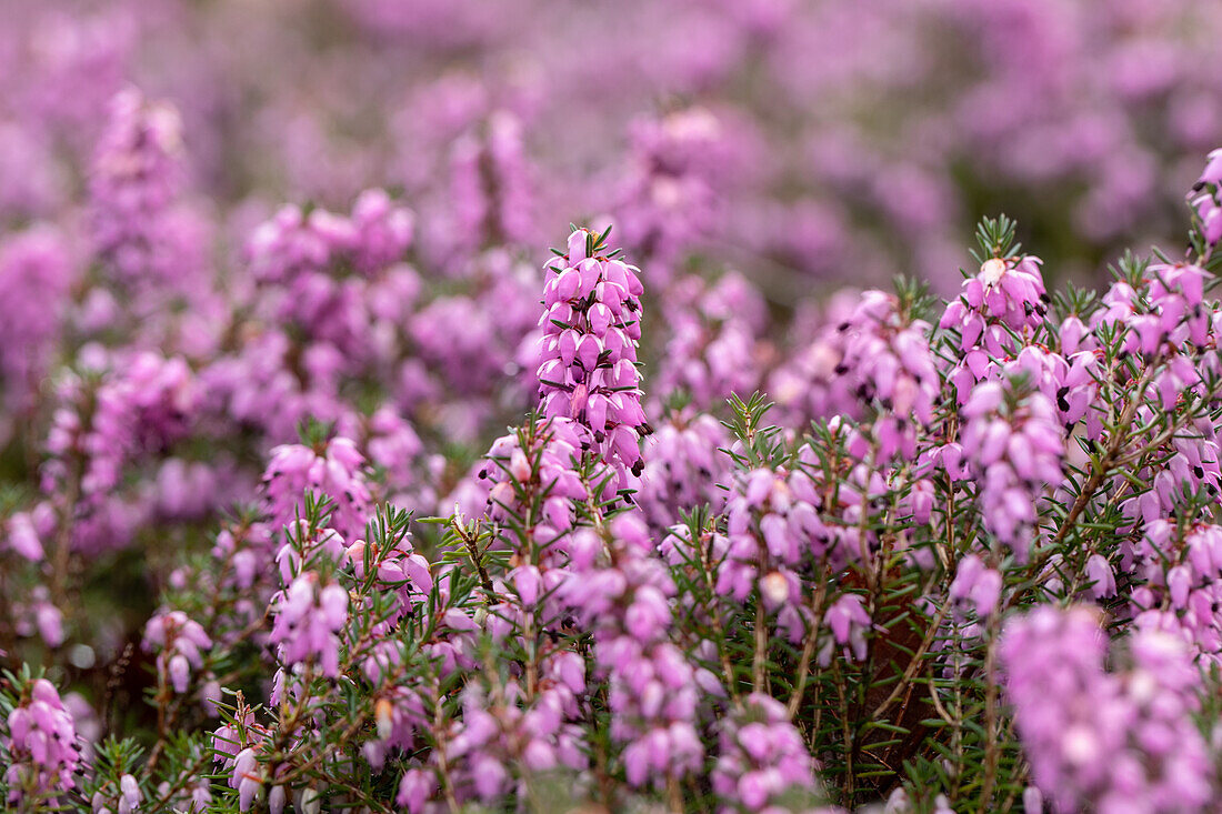 Erica carnea 'Cleveland'