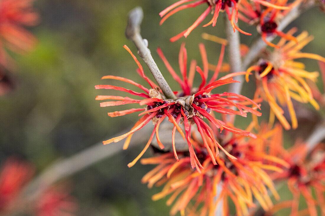 Hamamelis x intermedia 'Twilight'