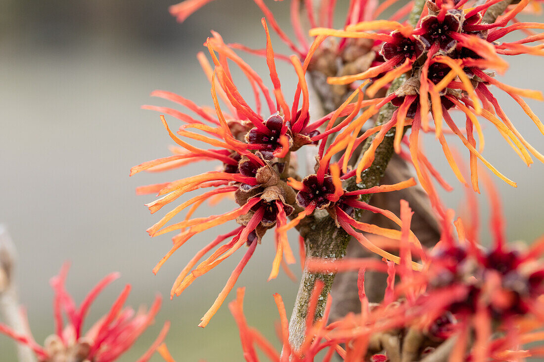 Hamamelis x intermedia 'Twilight'