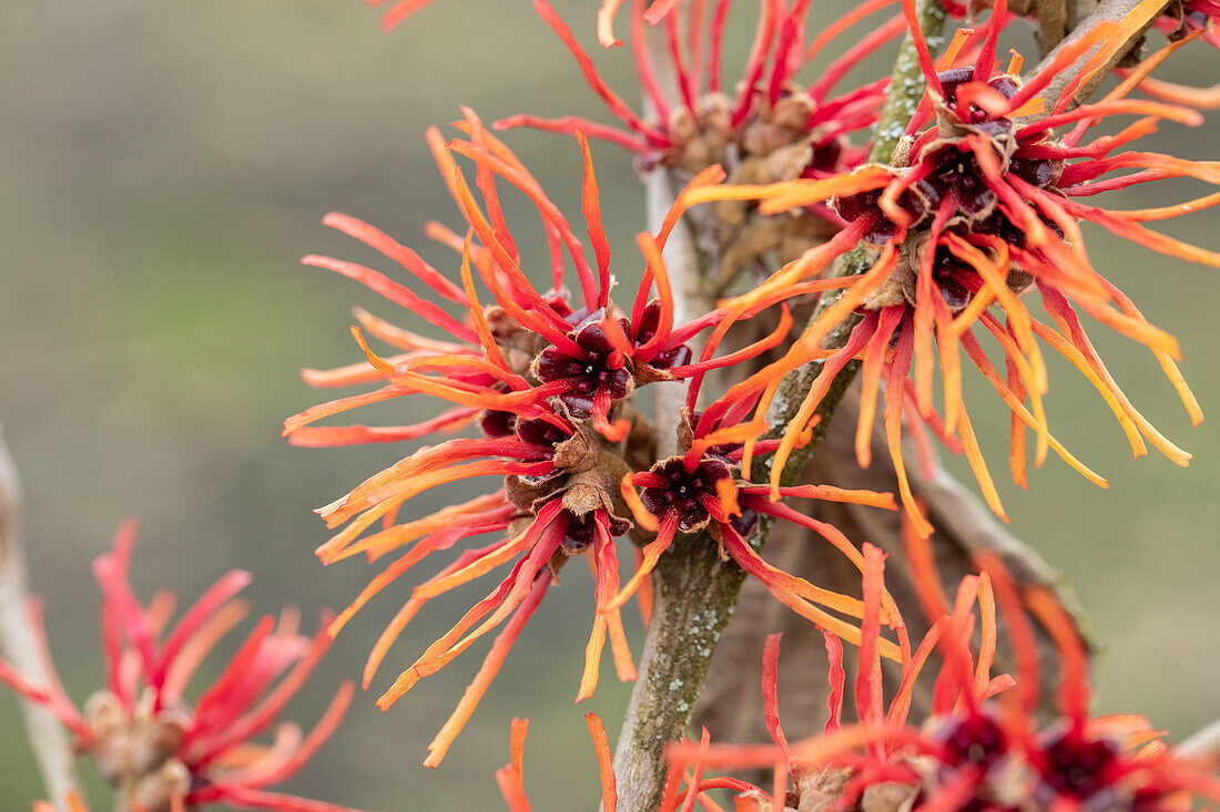 Hamamelis x intermedia 'Twilight'