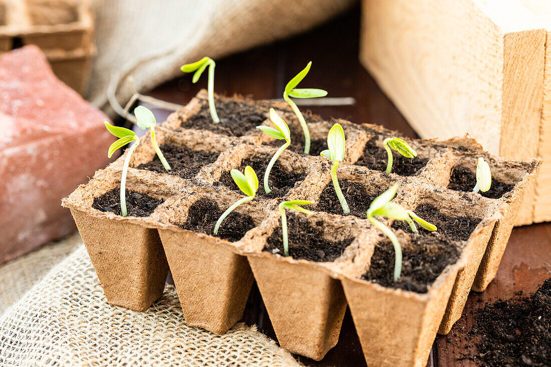 Growing tray