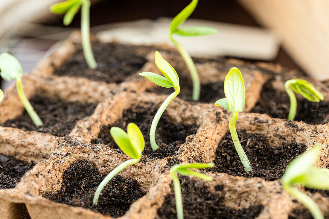 Growing plate