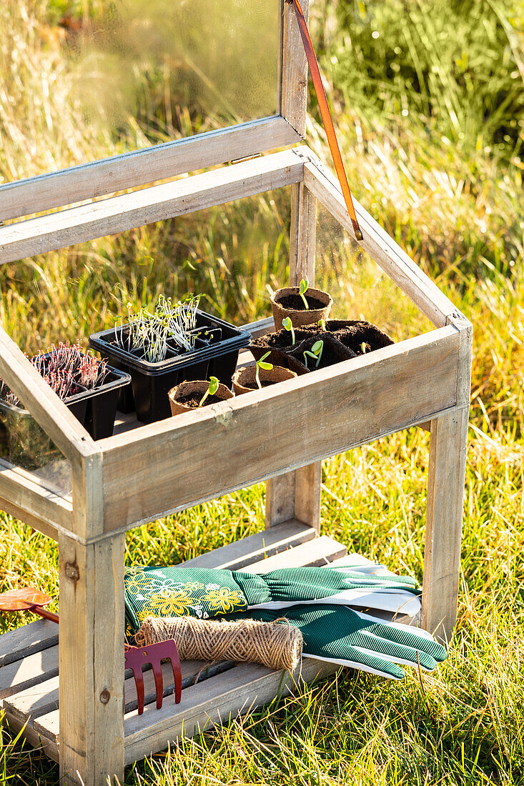 Seed tray