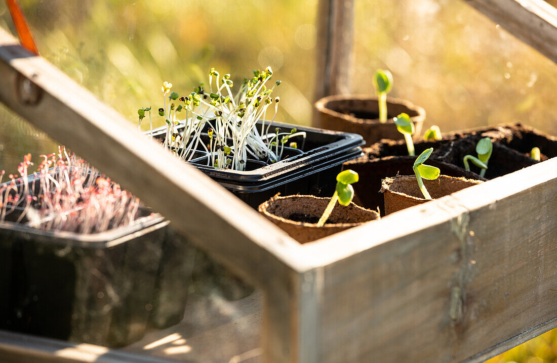 Seed tray