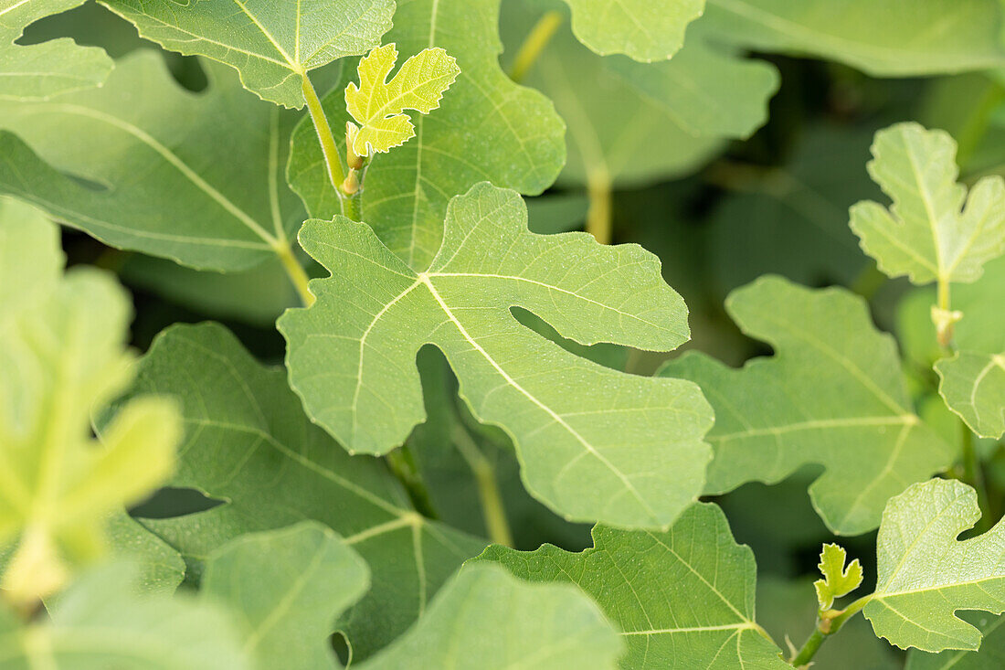 Ficus carica