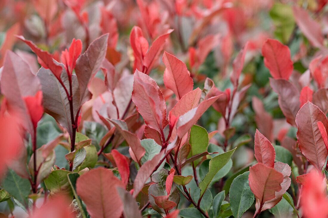 Photinia fraseri 'Little Red Robin'