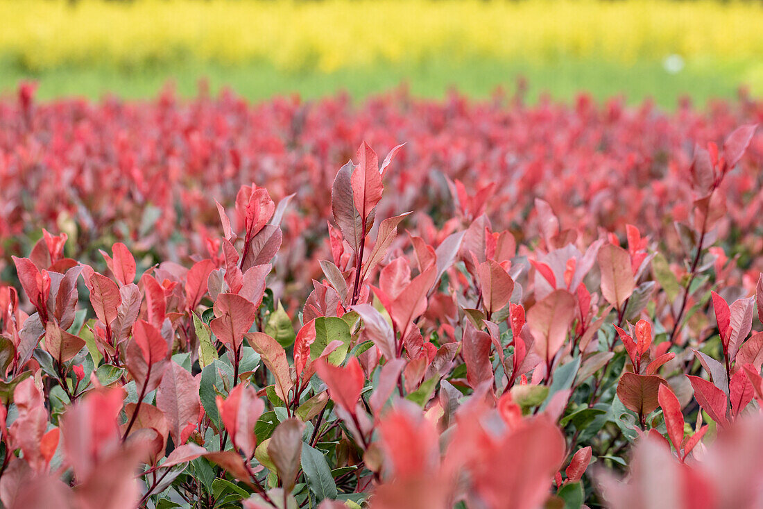 Photinia fraseri 'Little Red Robin'