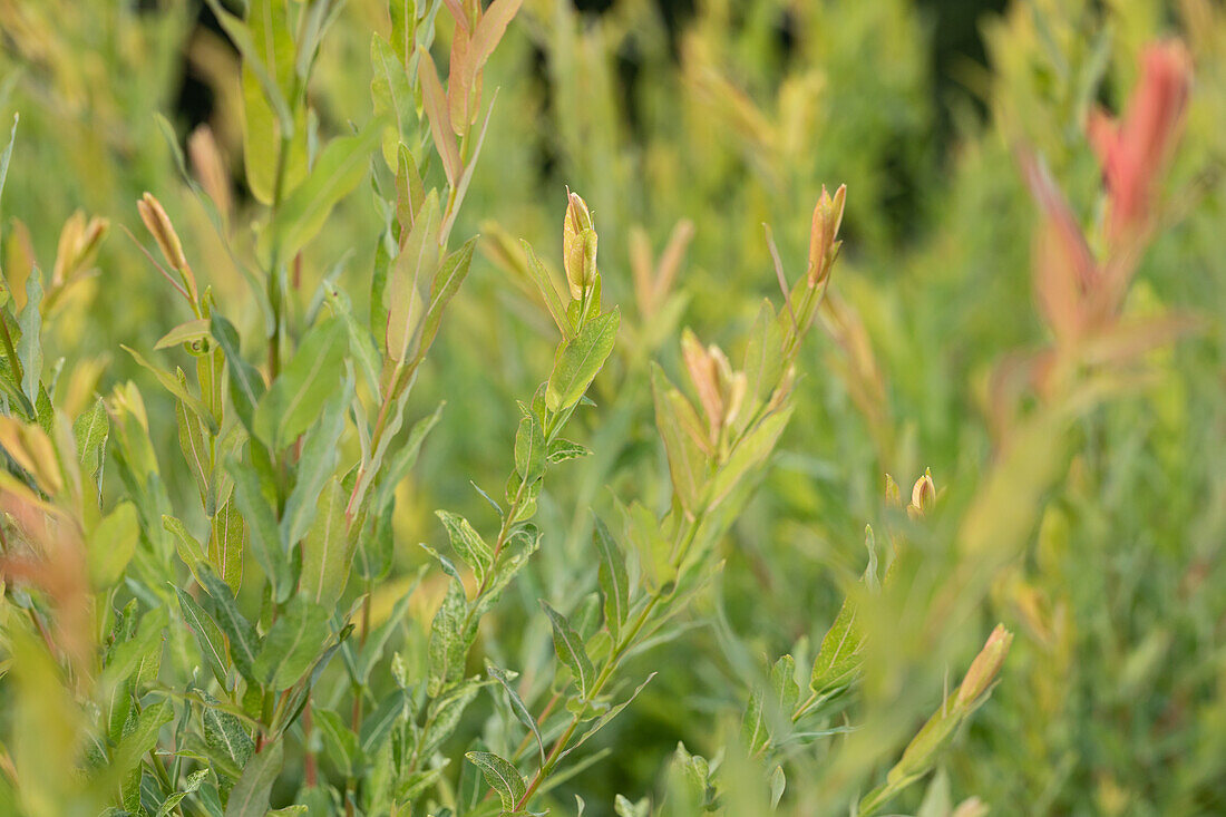 Salix purpurea