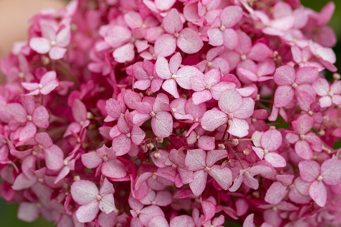 Hydrangea arborescens, pink