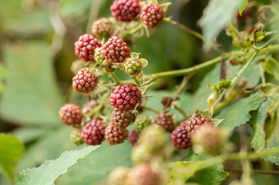 Ripening blackberries