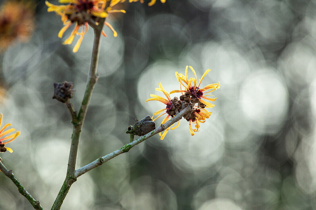 Hamamelis x intermedia 'Harry'