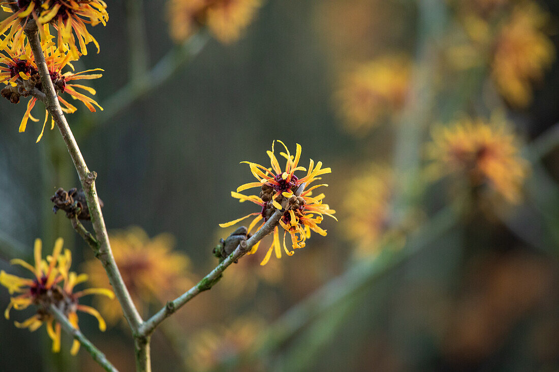 Hamamelis x intermedia 'Harry'