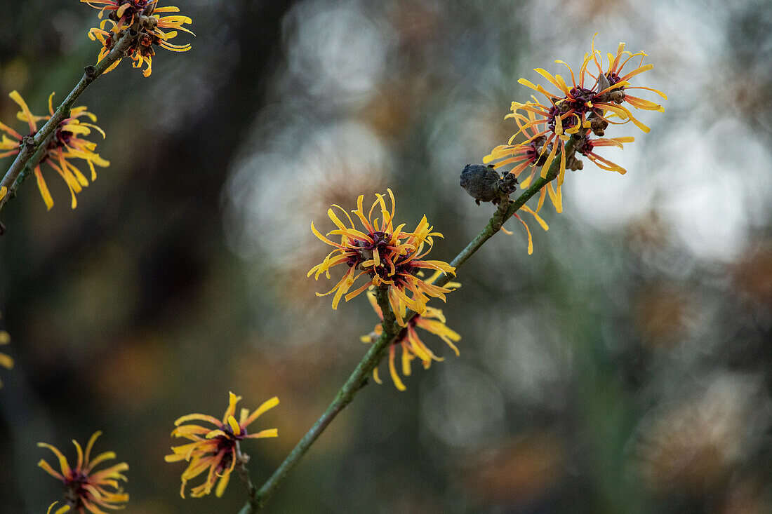 Hamamelis x intermedia 'Harry'