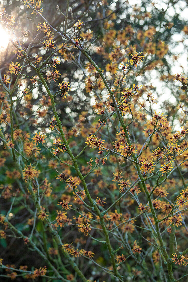 Hamamelis x intermedia 'Harry'