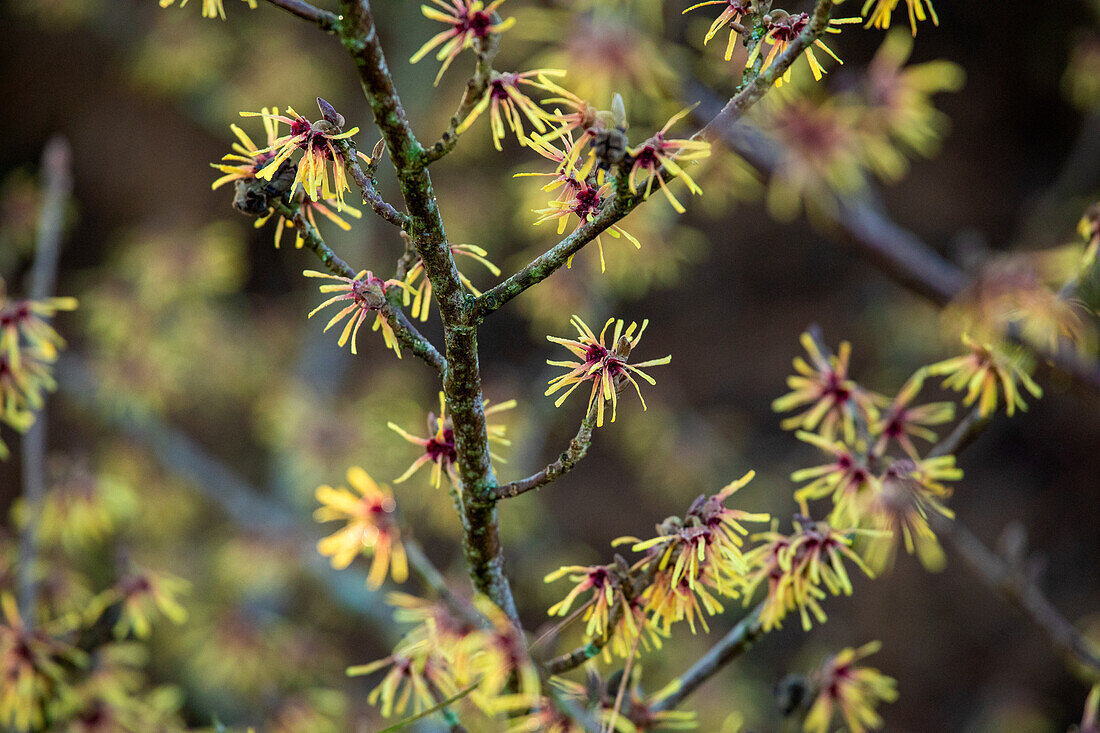 Hamamelis x intermedia 'Cyrille'