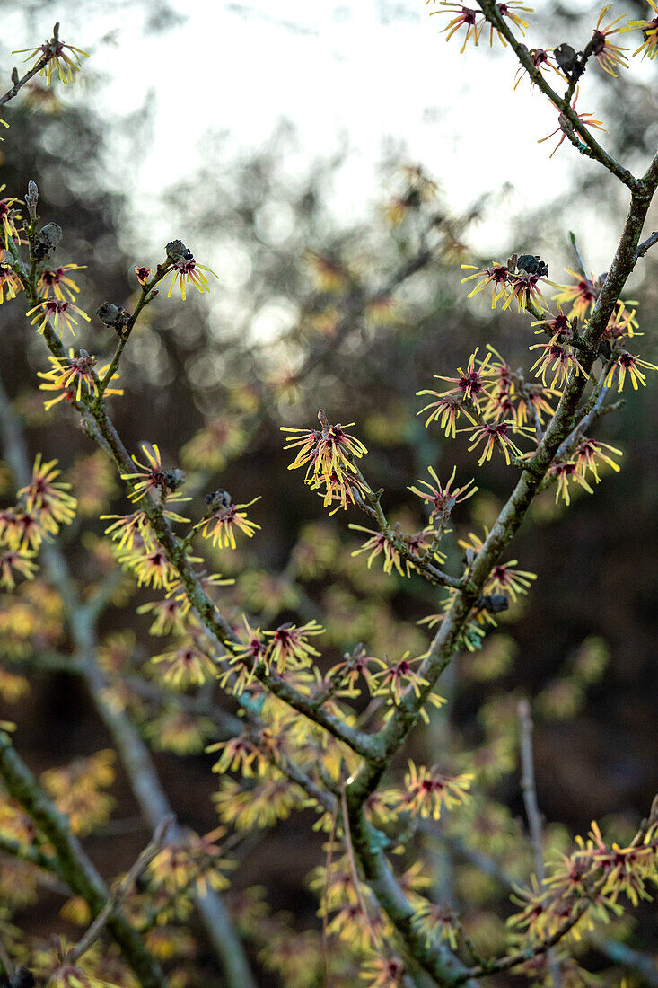 Hamamelis x intermedia 'Cyrille'