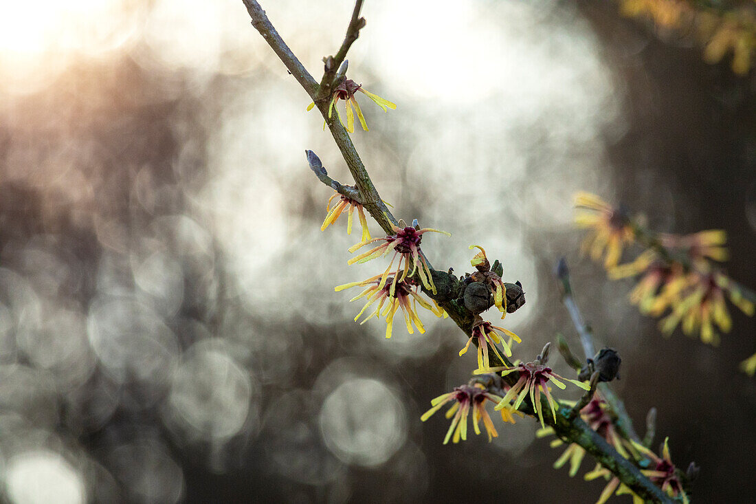 Hamamelis x intermedia 'Cyrille'