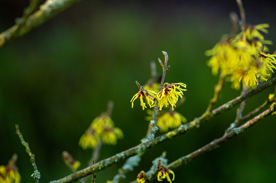 Hamamelis x intermedia 'Arnold Promise'