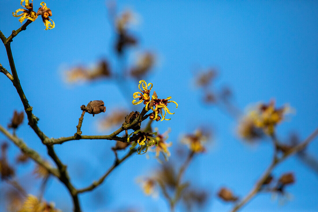 Hamamelis x intermedia 'Primavera'