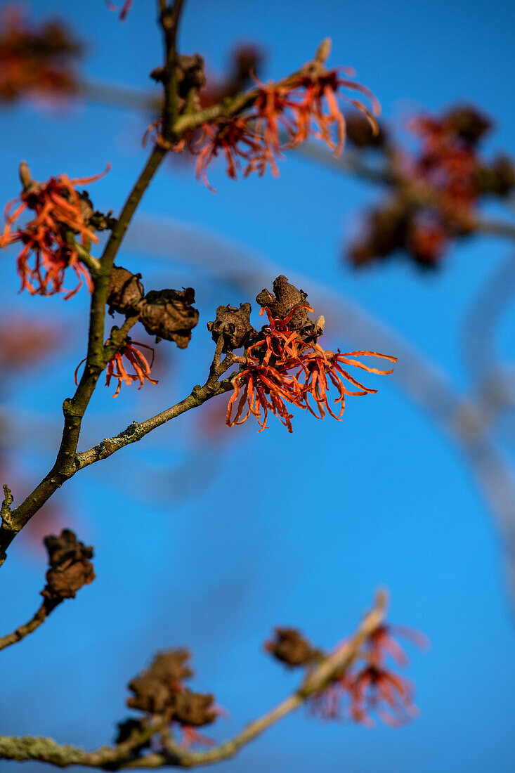 Hamamelis x intermedia 'Jelena'