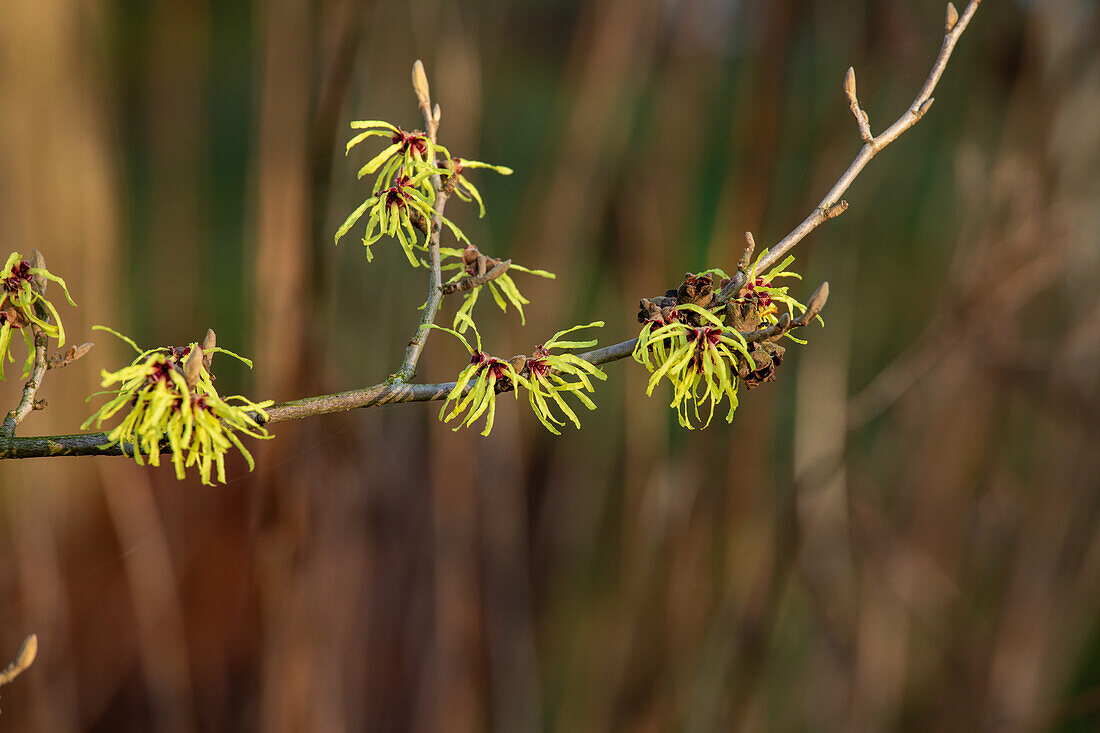 Hamamelis x intermedia 'Sunburst'