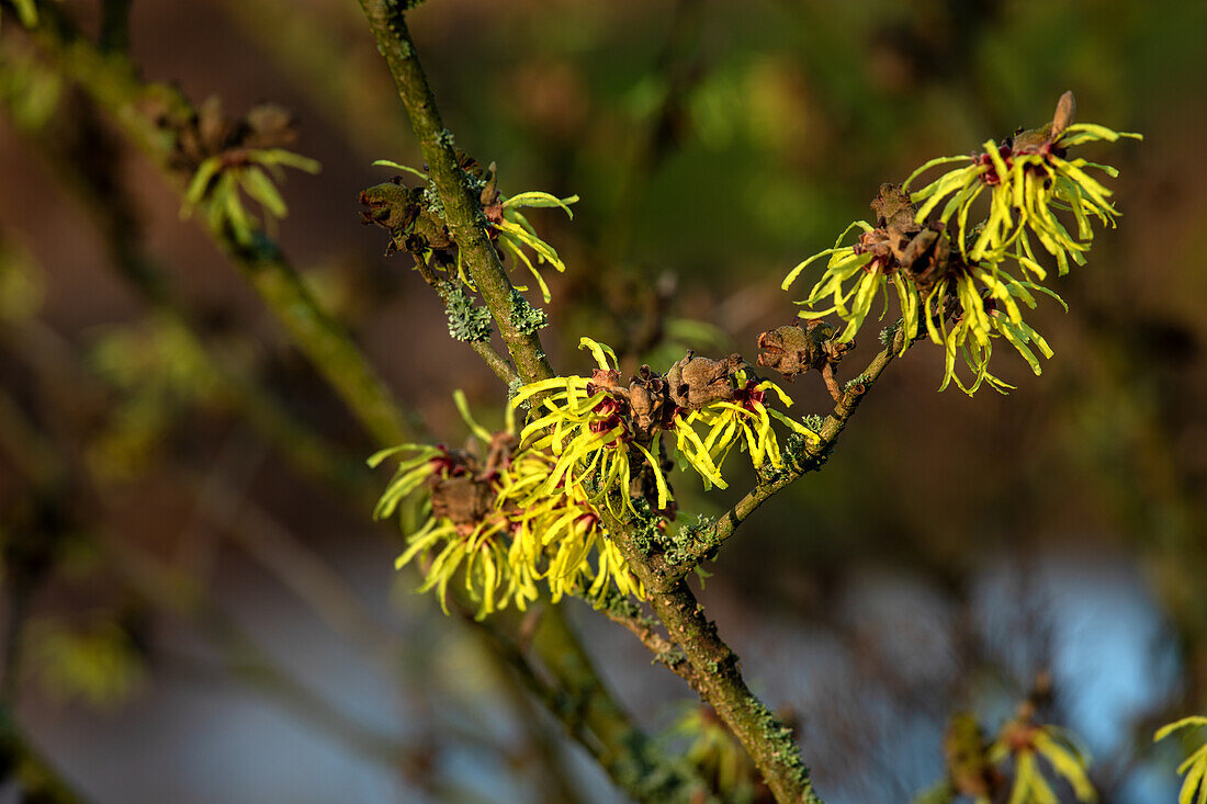 Hamamelis x intermedia 'Sunburst'