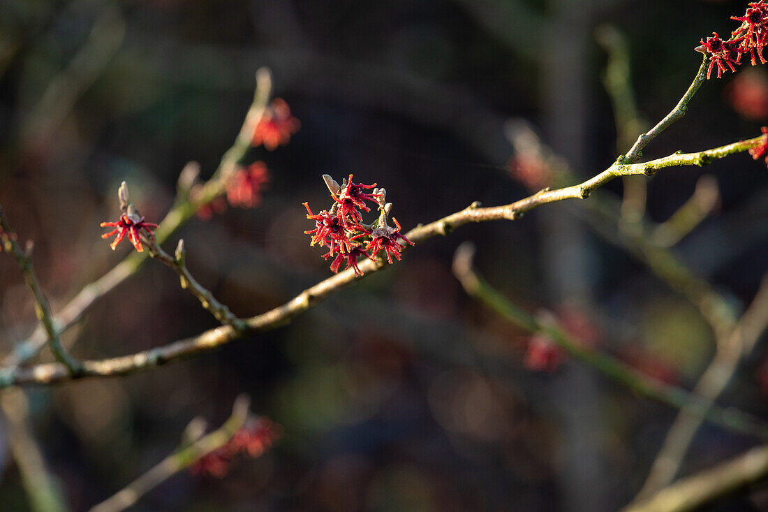 Hamamelis vernalis 'Lansing'