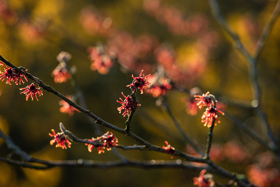 Hamamelis vernalis 'Lansing'