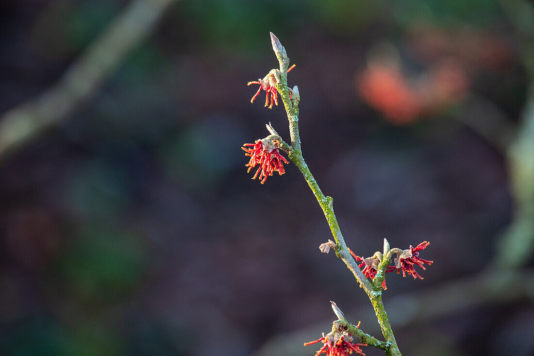 Hamamelis vernalis 'Lansing'