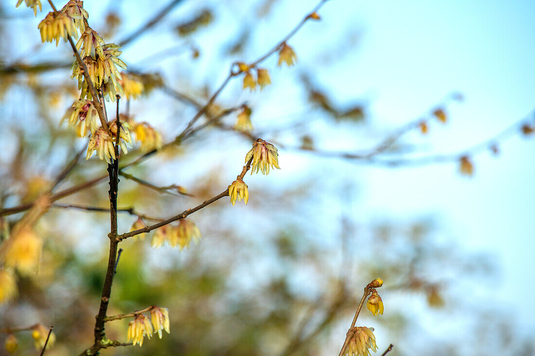 Chimonanthus praecox