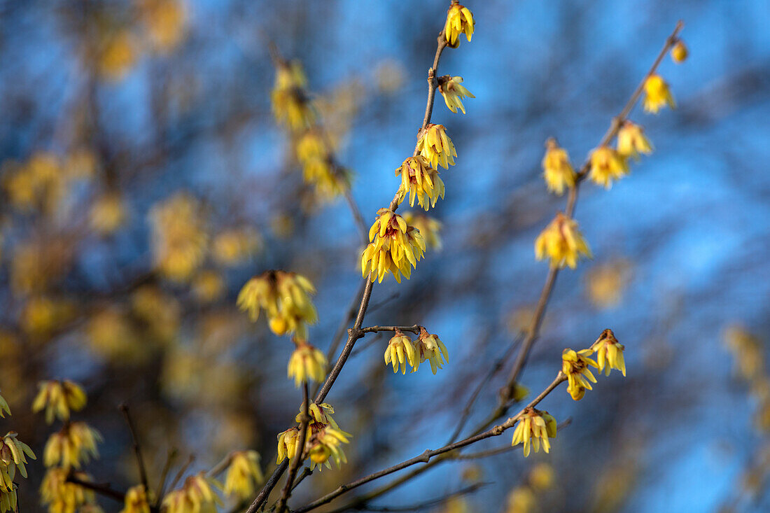 Chimonanthus praecox